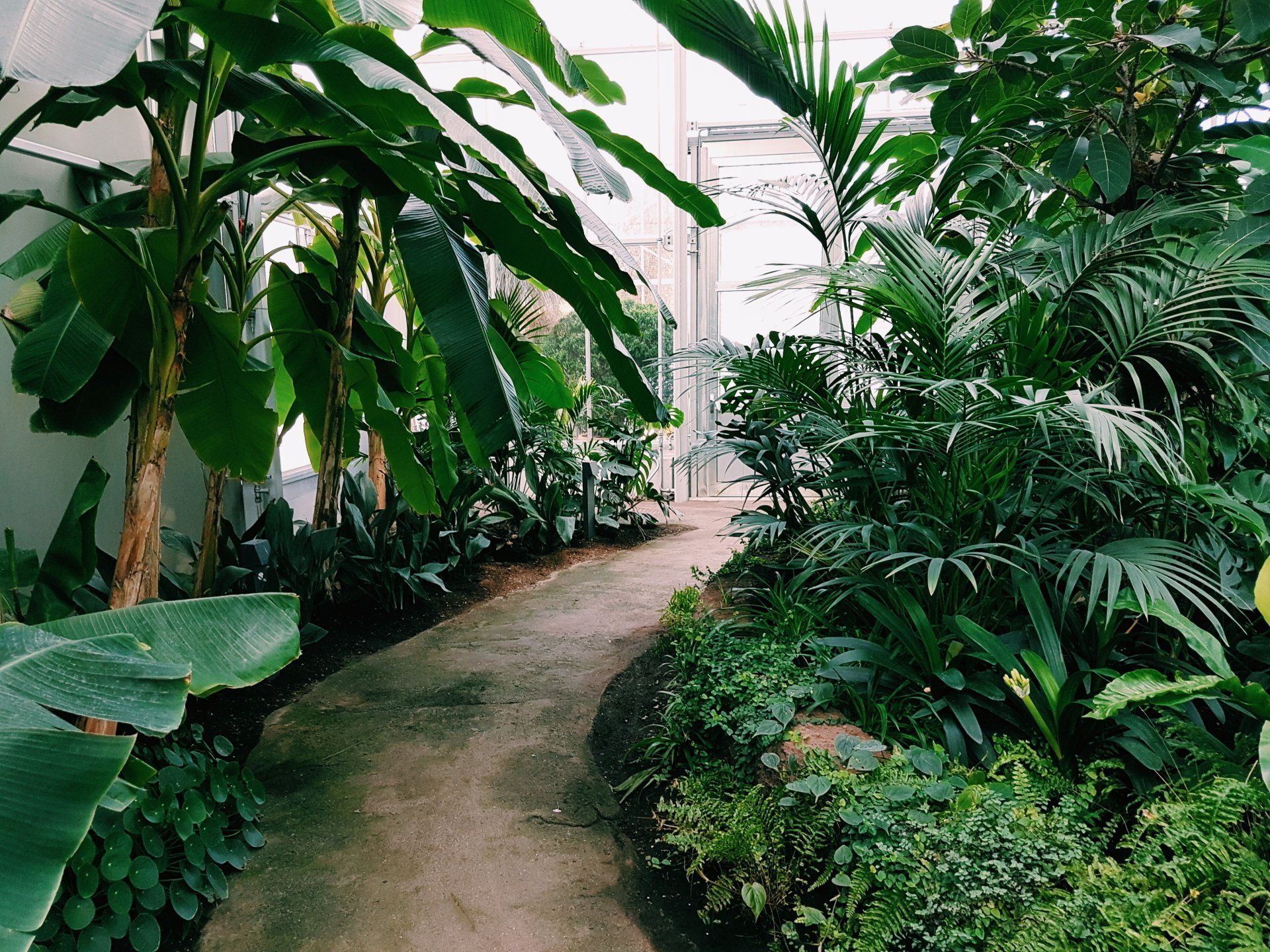 Lush greenhouse path lined with dense tropical plants and broad green leaves