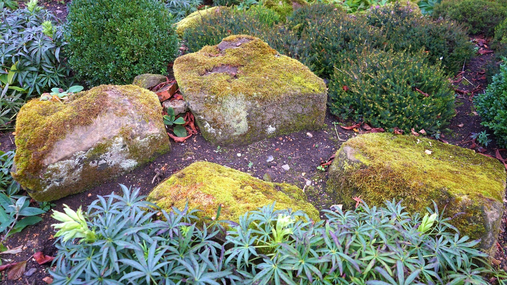 Moss-covered rocks in a garden bed surrounded by green shrubs and purple flowers